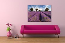 Lavender field in Provence, France - Obraz CS0366