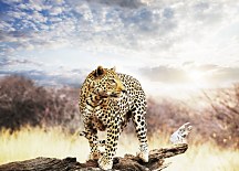 Leopard - fototapeta FM0244