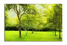 Obraz Zelený les zs6657