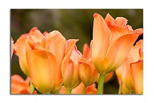 Obrazy kvety - Tulipány zs5418