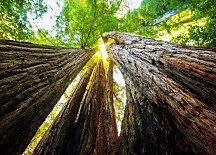 Sequoia - fototapeta FM0074