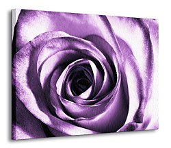 Purpurová ruža - Obraz CD0713