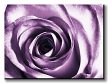 Purpurová ruža - Obraz CD0713
