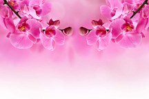 Ružová tapeta - Orchidea 267 - latexová