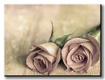 Roses - Obraz CS0185