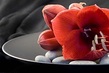 Tapeta Kvety - Červená Amarylka 102 - vliesová