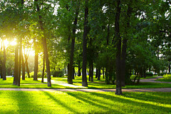 Tapeta Stromy v parku 3275 - samolepiaca