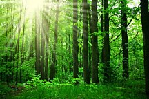Tapeta Zelený les 10109 - vliesová
