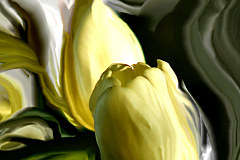 Tapeta Žlté tulipány 94 - samolepiaca na stenu