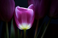 Tapety s kvetmi - Fialový tulipán 3139 - samolepiaca na stenu