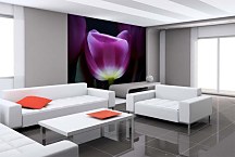 Tapety s kvetmi - Fialový tulipán 3139 - vliesová