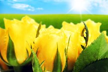 Tapety s kvetmi - Žlté Tulipány 107 - vliesová