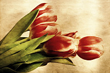 Tapety s kvetmi Kytica tulipánov 269 - samolepiaca na stenu
