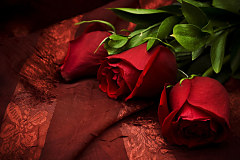 Tapeta s červenými ružami 92 - vliesová