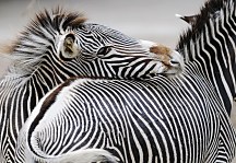 Zebra - fototapeta FXL0230