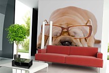 Zvieracie fototapety - Pes s okuliarmi 120 - samolepiaca na stenu