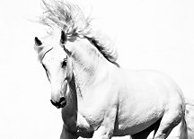 Biely Arabský Kôň - fototapeta FM0701