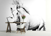 Biely Arabský Kôň - fototapeta 366x254 cm FXL0701