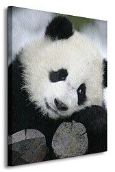 Panda - Obraz CS0375