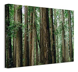 Crescent Woods - obraz CAA3725