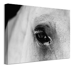 Obrazy kone Black eye CAA3749