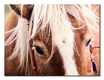 Switzerland horse - obraz Andres Raphael CAA3782