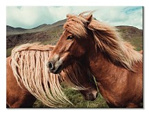 Horses with mane - obraz Keller Brandan CAA3785