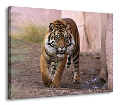 Tiger alfa - Obraz CD0439