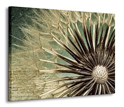 Dandelion - Obraz CD0019