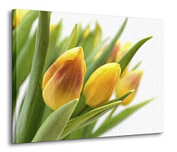 Žlté tulipány  Obraz CD0214