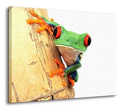 Žaba zoom Obraz CD0357