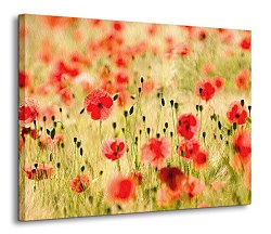 Maky, Monet - Obraz CD0508