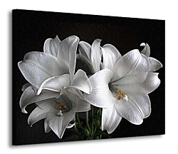 Biele ľalie Obraz CD0316