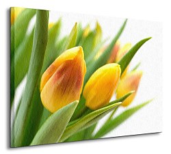 Žlté tulipány Obraz CS0214