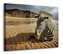 Zebra na pláži Obraz  CD0299