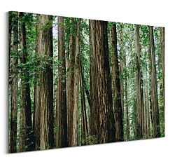 Gold Dan Obraz Crescent Woods CD3725