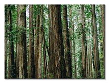 Gold Dan Obraz Crescent Woods CD3725