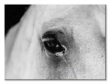 Black eye - obraz CD3749