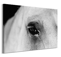 Black eye - obraz CD3749