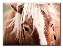 Obraz Andres Raphael - Switzerland horse CD3782