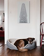 Moderný obraz do bytu Flatiron, New York - obraz Catanese Matteo CE3747