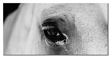 Black eye - obraz CE3749