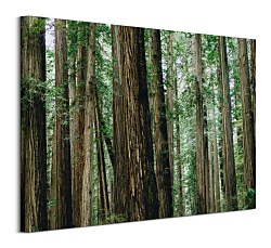 Crescent Woods - obraz CHI3725