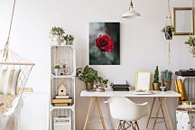 Úžasný obraz Ruža - International Rose Test Garden, Keister Cole CHI3744