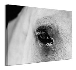 Black eye - obraz CHI3749