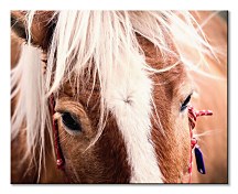 Obraz na stenu Switzerland horse - Andres Raphael CHI3782