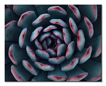 Espanioly Yousef obraz Israeli cactus CHI3792