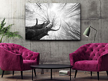 čiernobiele obrazy na stenu do obývačky stromy