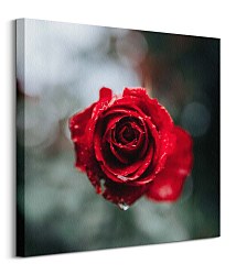 International Rose Test Garden - obraz Keister Cole CKM3744