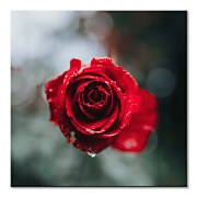 International Rose Test Garden - obraz Keister Cole CKM3744